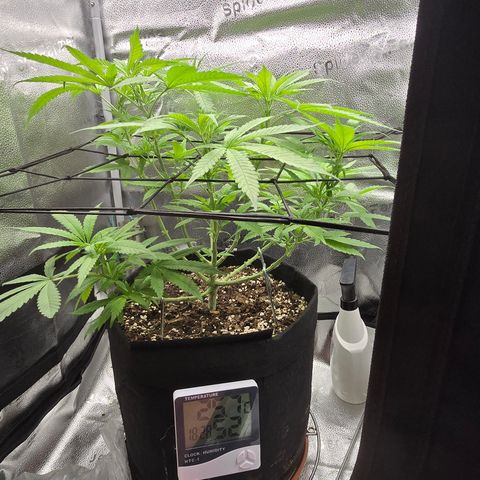 Sensi Seeds Big Bud Feminisiert  growlog timeline photo