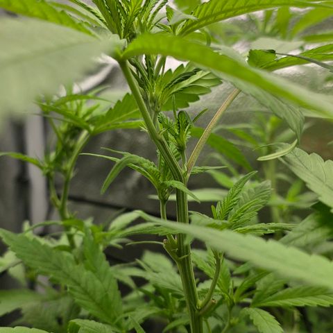 Sensi Seeds Big Bud Feminisiert  growlog timeline photo