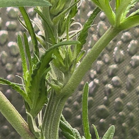 Sensi Seeds Big Bud Feminisiert  growlog timeline photo