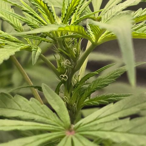 Sensi Seeds Big Bud Feminisiert  growlog timeline photo