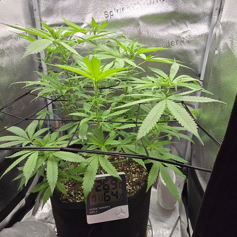 Sensi Seeds Big Bud Feminisiert  growlog timeline photo