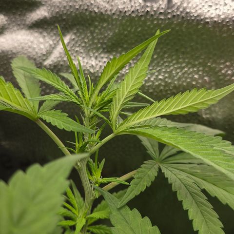 Sensi Seeds Big Bud Feminisiert  growlog timeline photo