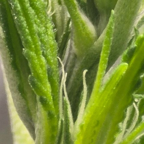 Sensi Seeds Big Bud Feminisiert  growlog timeline photo