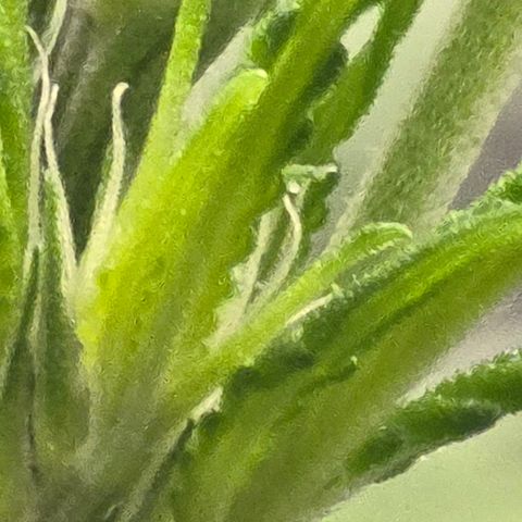 Sensi Seeds Big Bud Feminisiert  growlog timeline photo