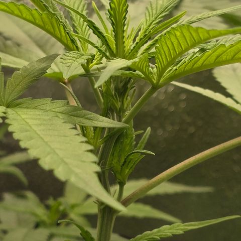 Sensi Seeds Big Bud Feminisiert  growlog timeline photo