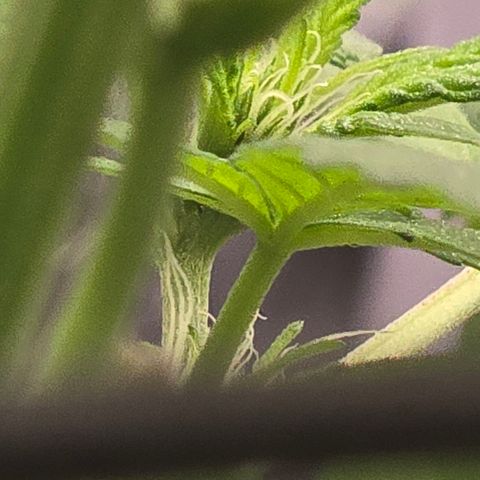 Sensi Seeds Big Bud Feminisiert  growlog timeline photo