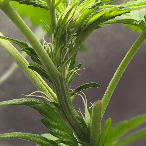 Sensi Seeds Big Bud Feminisiert  growlog timeline photo