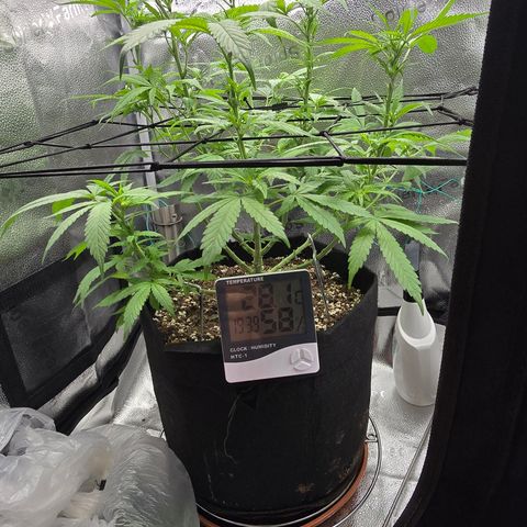 Sensi Seeds Big Bud Feminisiert  growlog timeline photo