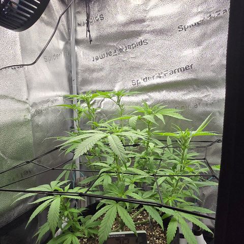 Sensi Seeds Big Bud Feminisiert  growlog timeline photo
