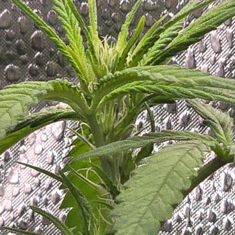 Sensi Seeds Big Bud Feminisiert  growlog timeline photo