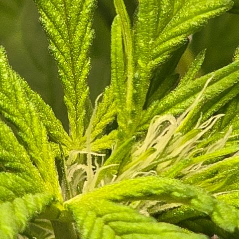 Sensi Seeds Big Bud Feminisiert  growlog timeline photo