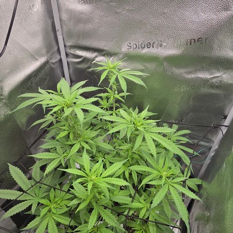Sensi Seeds Big Bud Feminisiert  growlog timeline photo