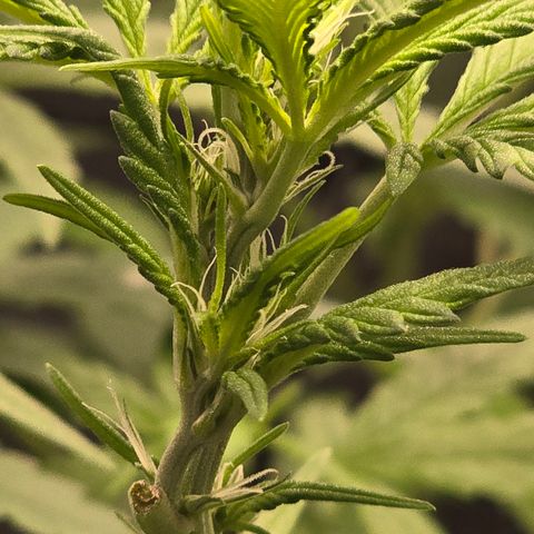 Sensi Seeds Big Bud Feminisiert  growlog timeline photo