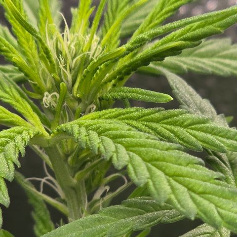Sensi Seeds Big Bud Feminisiert  growlog timeline photo