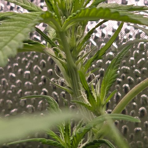 Sensi Seeds Big Bud Feminisiert  growlog timeline photo