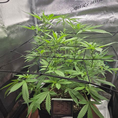 Sensi Seeds Big Bud Feminisiert  growlog timeline photo