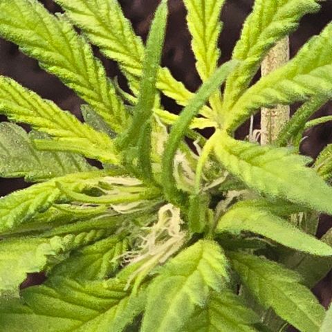 Sensi Seeds Big Bud Feminisiert  growlog timeline photo