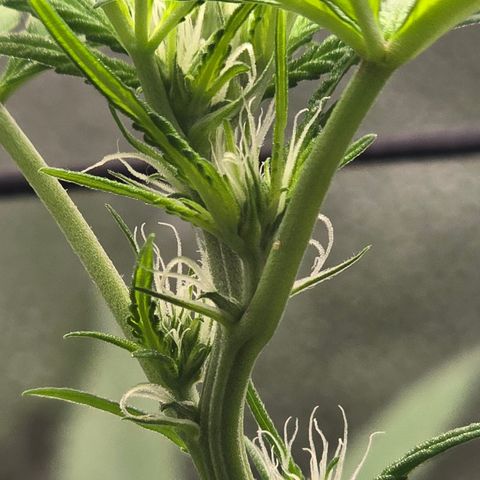 Sensi Seeds Big Bud Feminisiert  growlog timeline photo