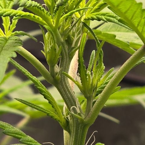 Sensi Seeds Big Bud Feminisiert  growlog timeline photo