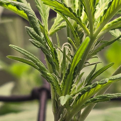 Sensi Seeds Big Bud Feminisiert  growlog timeline photo