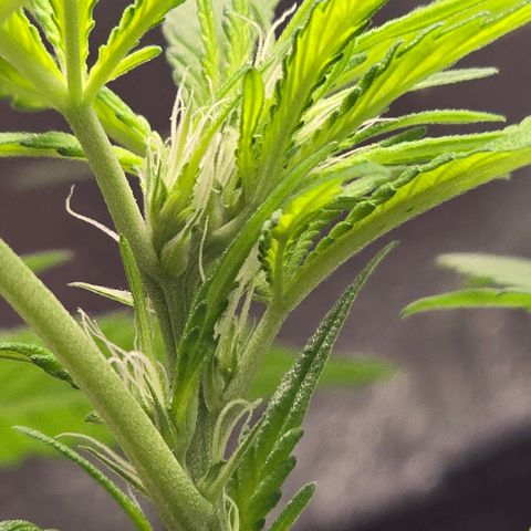 Sensi Seeds Big Bud Feminisiert  growlog timeline photo