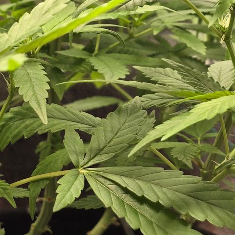 Sensi Seeds Big Bud Feminisiert  growlog timeline photo