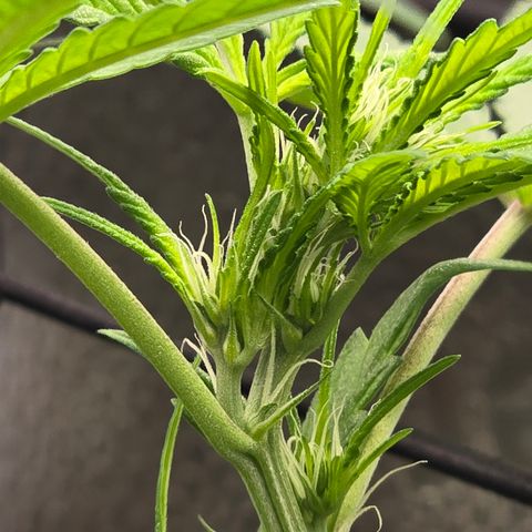 Sensi Seeds Big Bud Feminisiert  growlog timeline photo