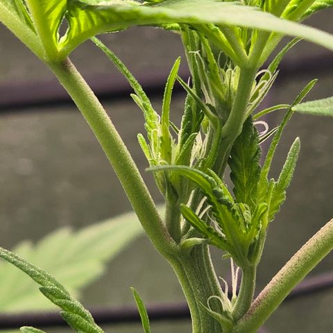Sensi Seeds Big Bud Feminisiert  growlog timeline photo