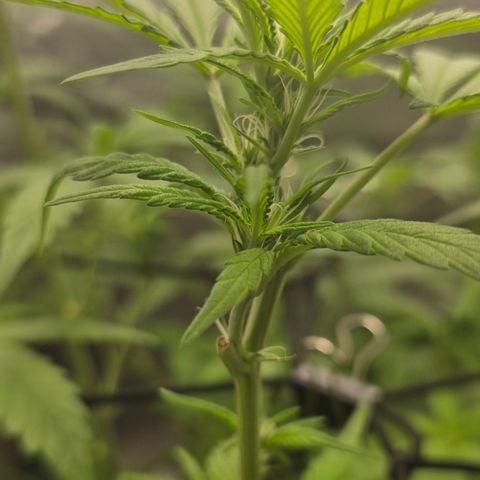 Sensi Seeds Big Bud Feminisiert  growlog timeline photo