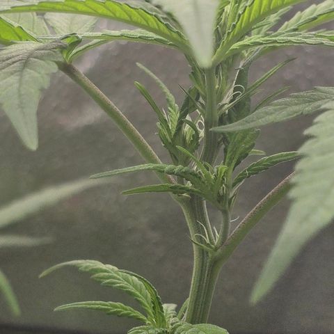 Sensi Seeds Big Bud Feminisiert  growlog timeline photo