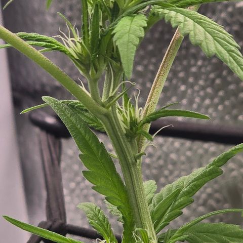 Sensi Seeds Big Bud Feminisiert  growlog timeline photo