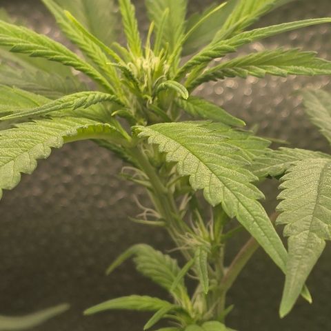 Sensi Seeds Big Bud Feminisiert  growlog timeline photo