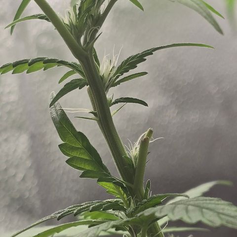 Sensi Seeds Big Bud Feminisiert  growlog timeline photo
