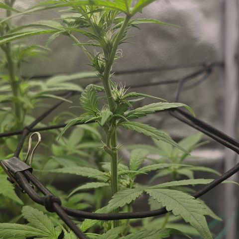 Sensi Seeds Big Bud Feminisiert  growlog timeline photo