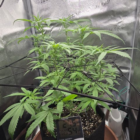 Sensi Seeds Big Bud Feminisiert  growlog timeline photo
