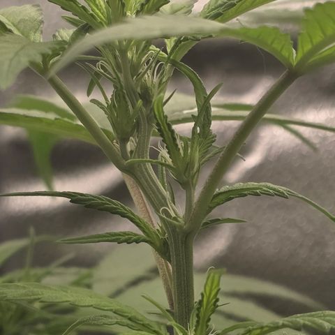 Sensi Seeds Big Bud Feminisiert  growlog timeline photo