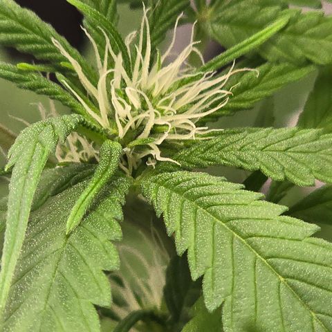 Sensi Seeds Big Bud Feminisiert  growlog timeline photo