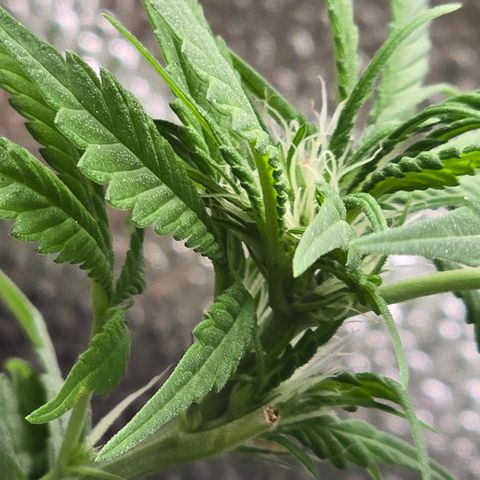 Sensi Seeds Big Bud Feminisiert  growlog timeline photo