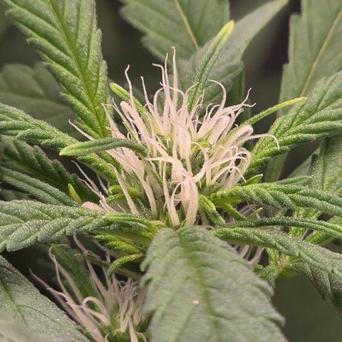 Sensi Seeds Big Bud Feminisiert  growlog timeline photo