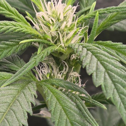 Sensi Seeds Big Bud Feminisiert  growlog timeline photo