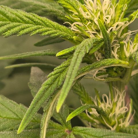 Sensi Seeds Big Bud Feminisiert  growlog timeline photo