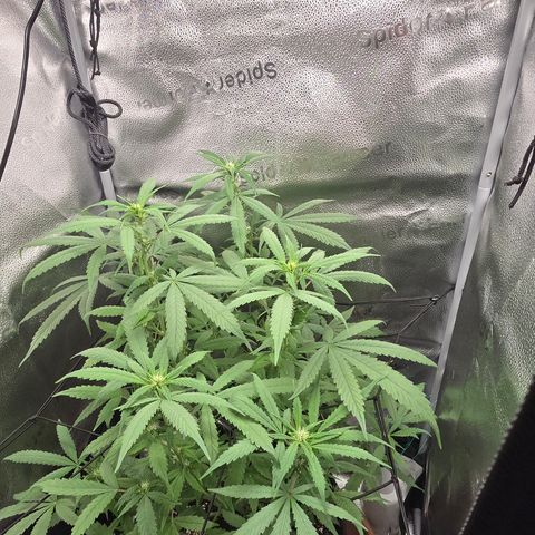 Sensi Seeds Big Bud Feminisiert  growlog timeline photo
