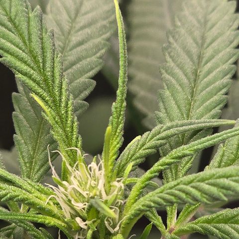 Sensi Seeds Big Bud Feminisiert  growlog timeline photo