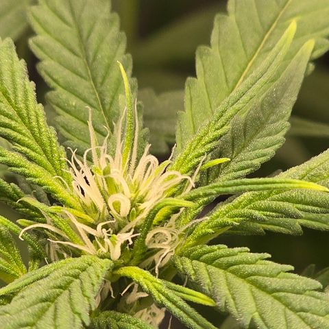 Sensi Seeds Big Bud Feminisiert  growlog timeline photo