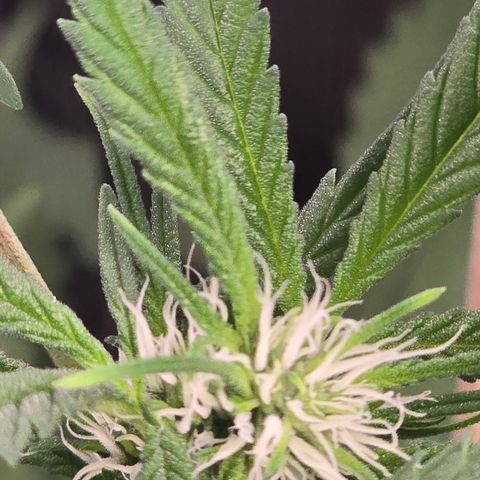 Sensi Seeds Big Bud Feminisiert  growlog timeline photo