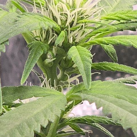 Sensi Seeds Big Bud Feminisiert  growlog timeline photo