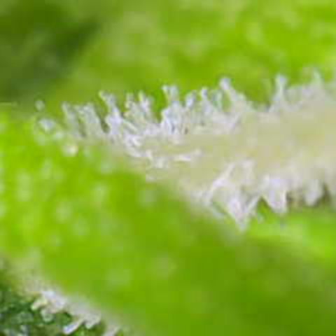 Sensi Seeds Big Bud Feminisiert  growlog timeline photo