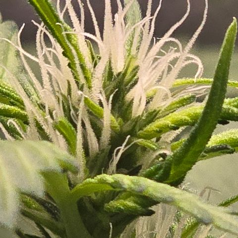 Sensi Seeds Big Bud Feminisiert  growlog timeline photo