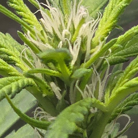 Sensi Seeds Big Bud Feminisiert  growlog timeline photo