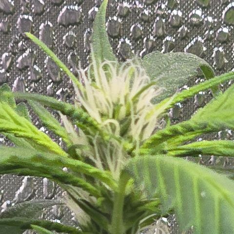 Sensi Seeds Big Bud Feminisiert  growlog timeline photo